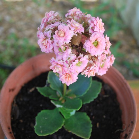 Kalanchoe blossfeldiana